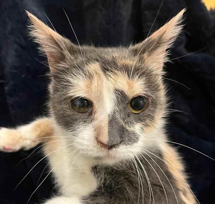 Photo of Gigi