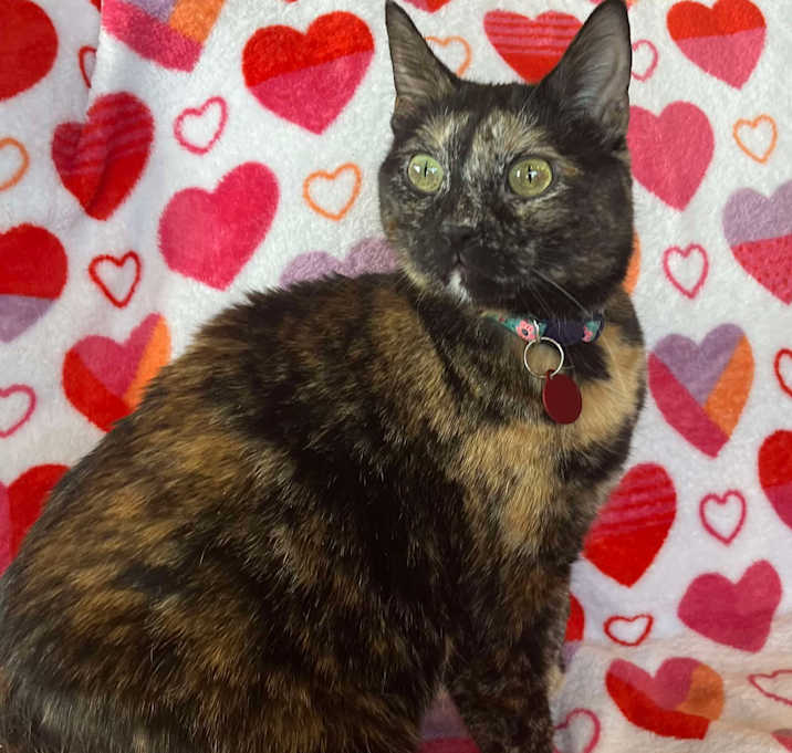 Photo of Monarch