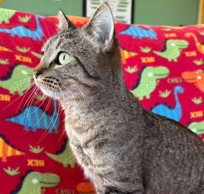 Photo of Ripley