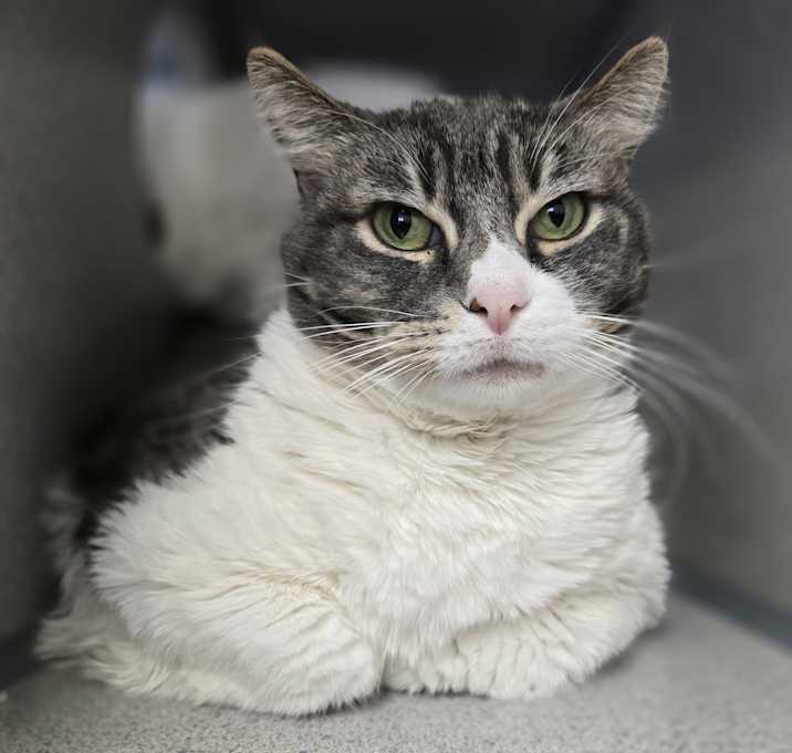 Photo of Freyja