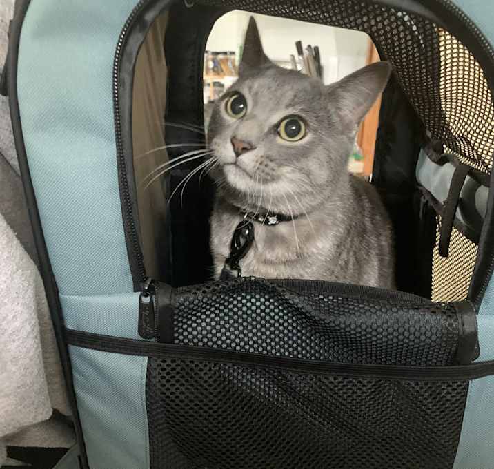 Photo of Mochi