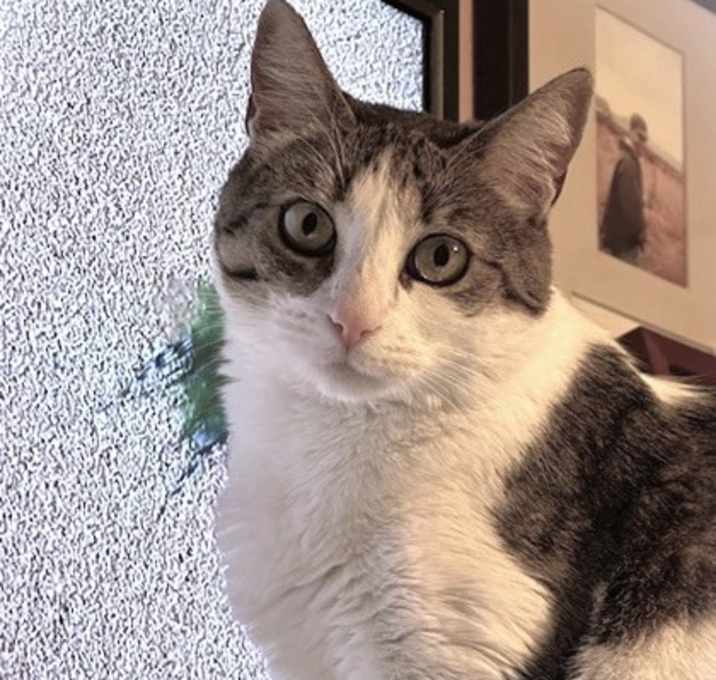 Photo of Pearl
