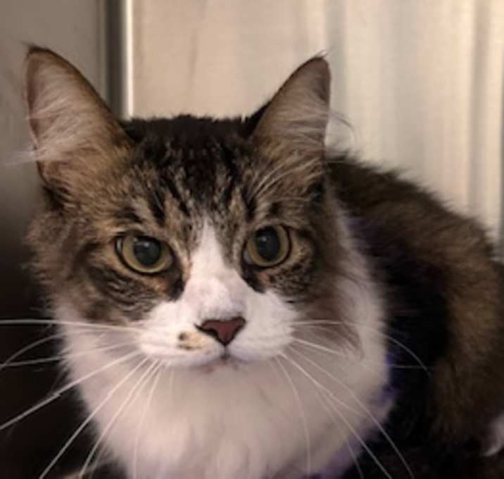 Photo of SMOKEY