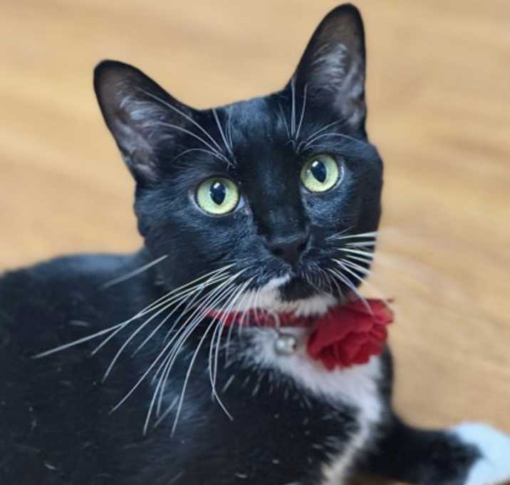 Photo of Sweetpea