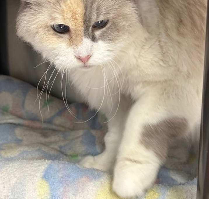 Photo of Precious