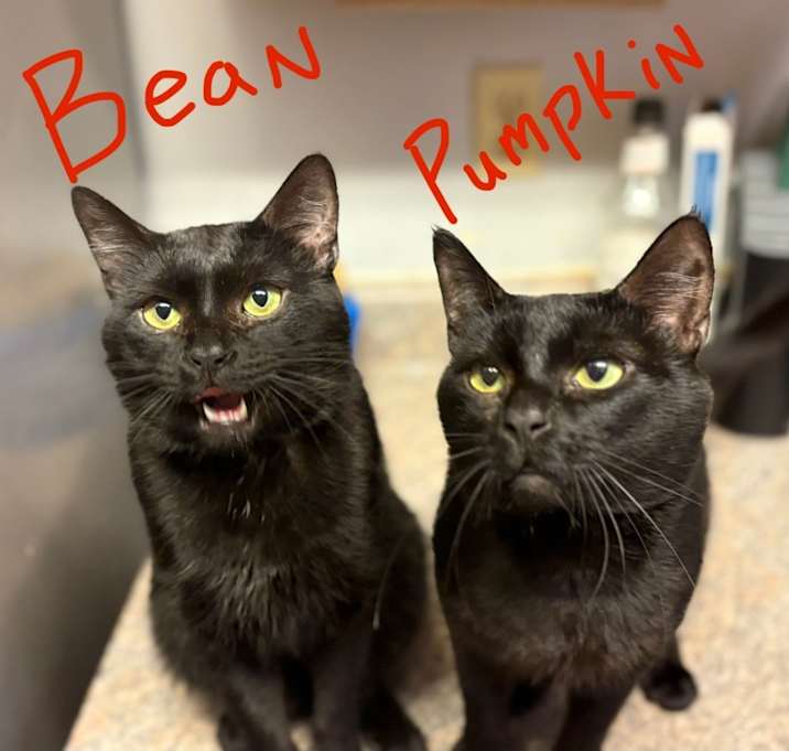 Photo of Bean