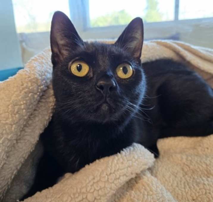 Photo of Luna