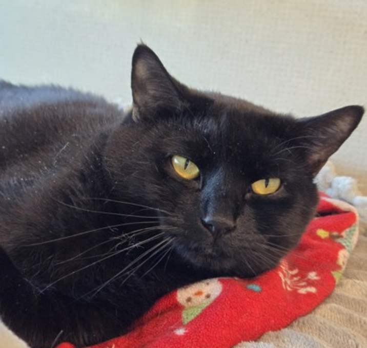 Photo of Blackie
