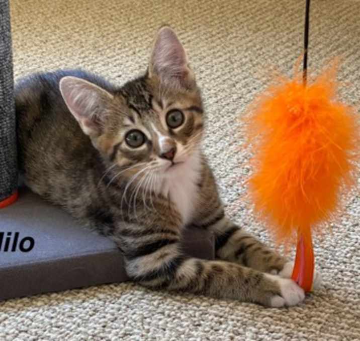 Photo of Milo