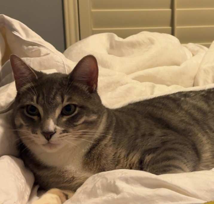 Photo of Milo