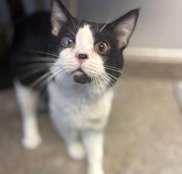 Photo of Domino