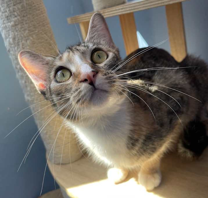 Photo of Azalea