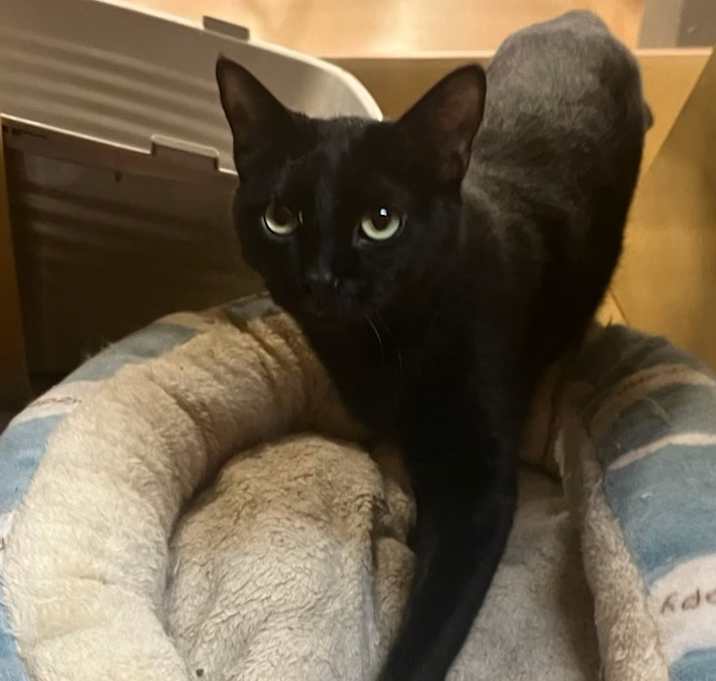 Photo of Cecil