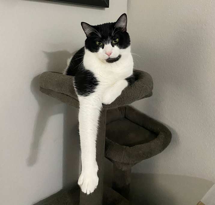Photo of Tater
