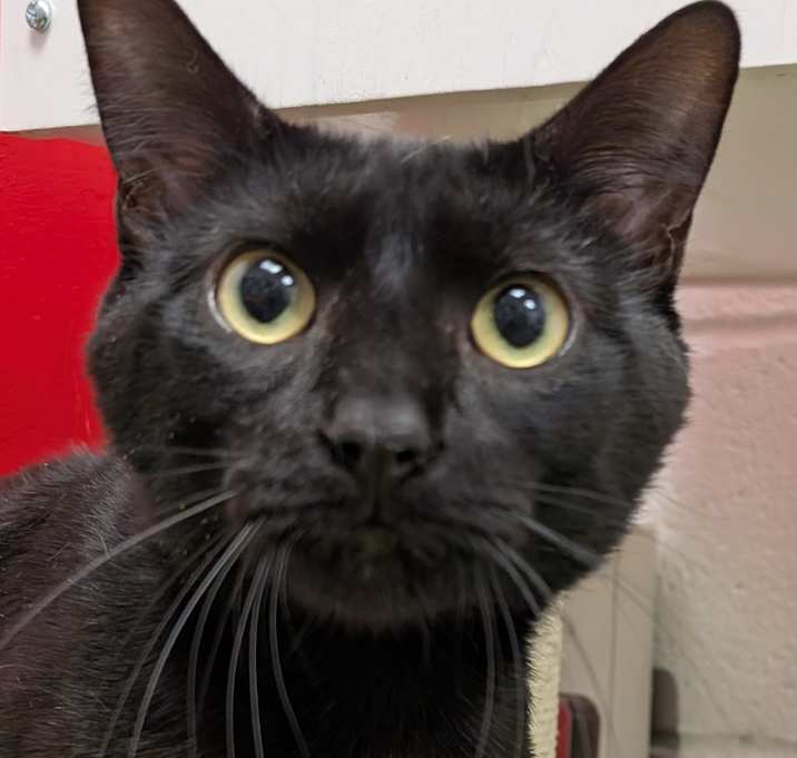 Photo of Panther