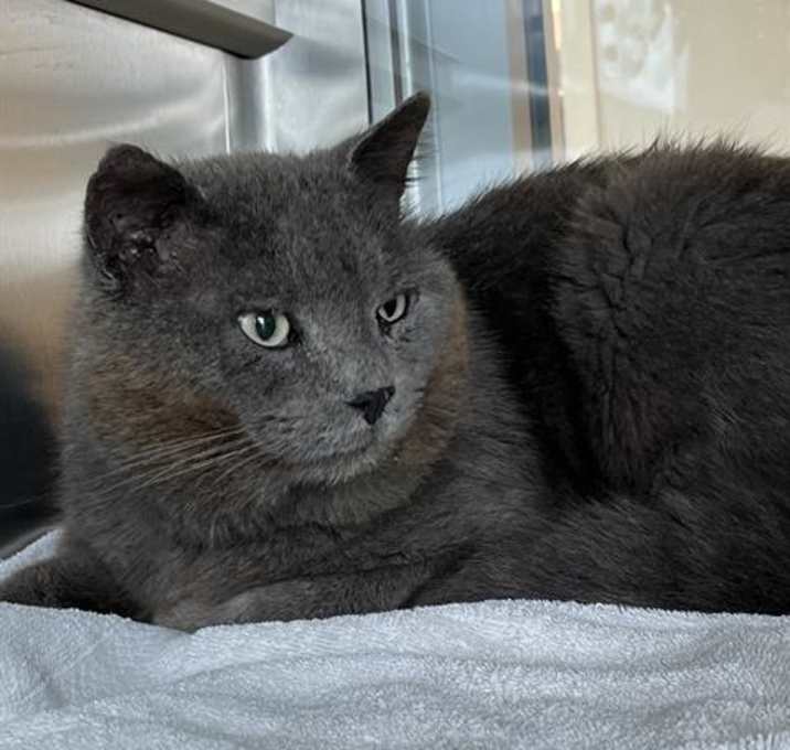 Photo of BALOO