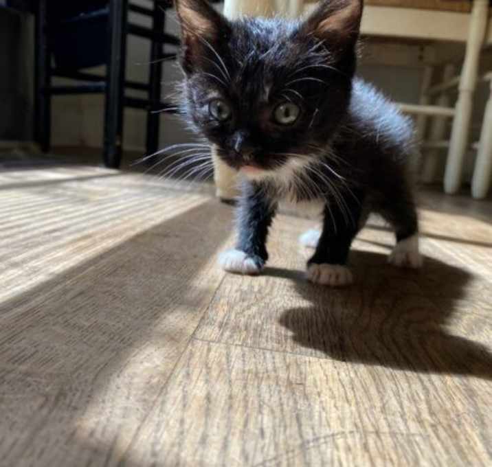 Photo of Socks