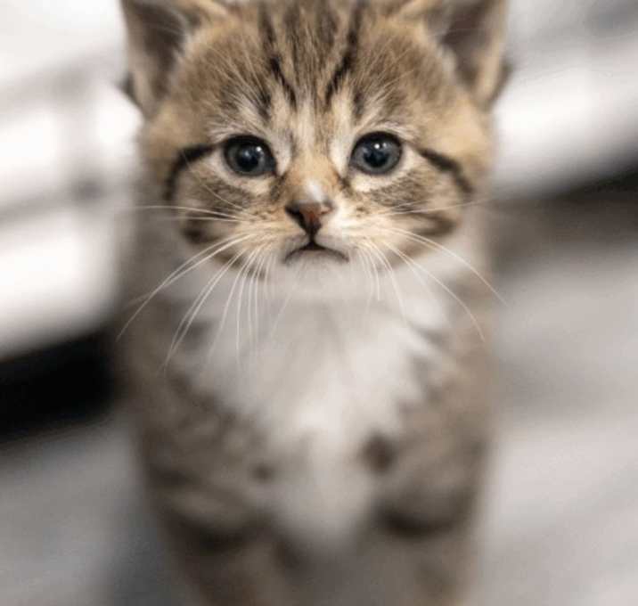 Photo of Willow