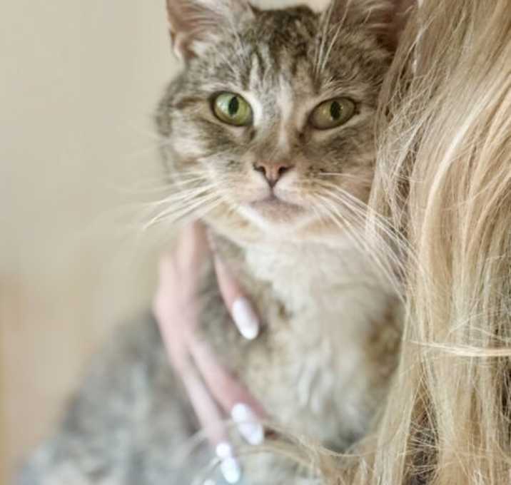 Photo of Golden