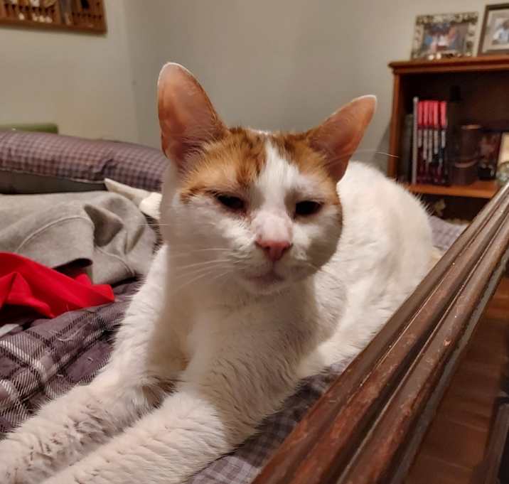 Photo of Ginger