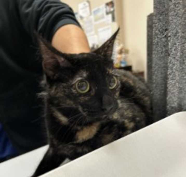 Photo of Mom-Rescue Only
