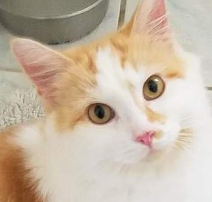 Photo of Spirit