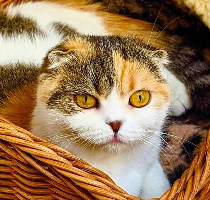 Photo of Piper