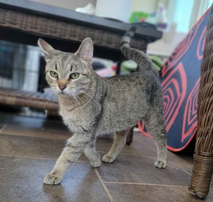 Photo of Superior (The Great Lakes Kittens Mom)