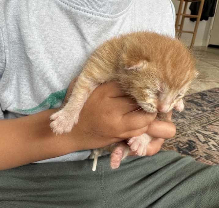 Photo of Star Wars Kitten Chewy Kenobi