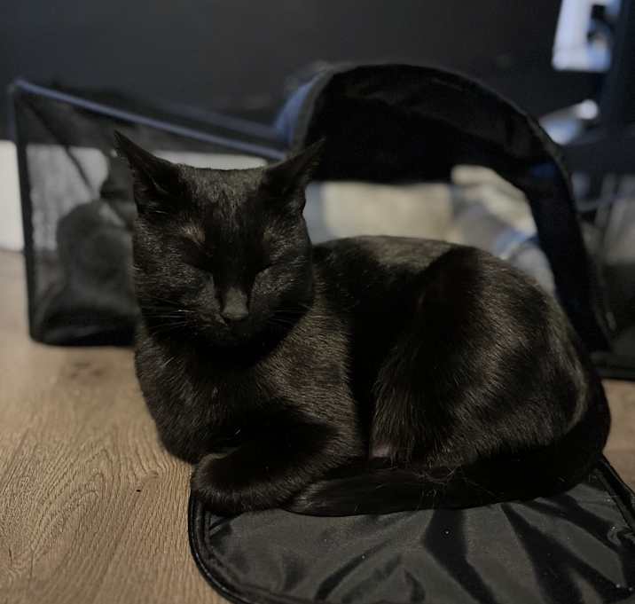 Photo of Hex and Luci