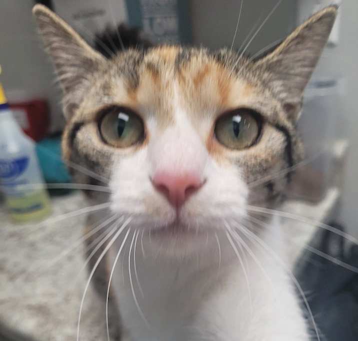 Photo of BYRDIE Kitten (f)