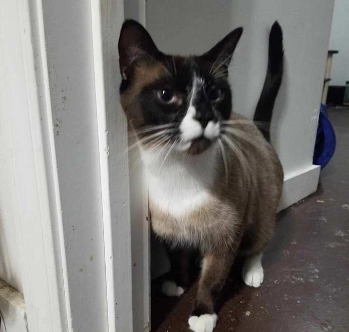 Photo of Huxley