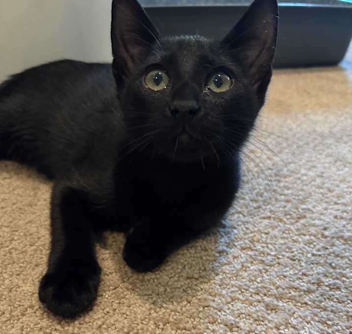 Photo of Jet