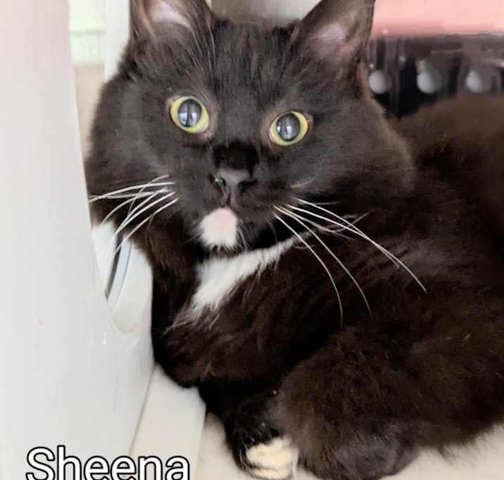 Photo of Sheena