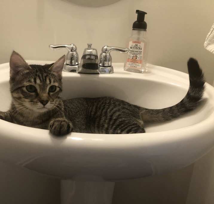 Photo of Ace