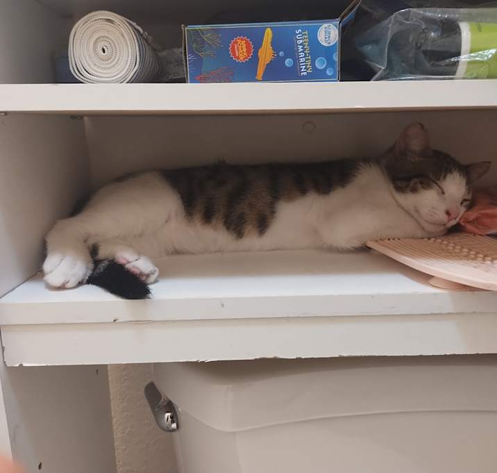 Photo of Tommy