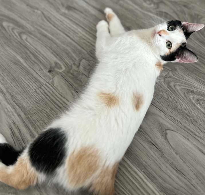 Photo of BLOSSOM
