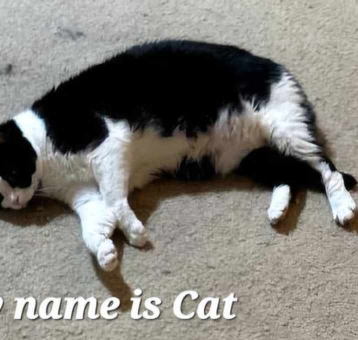 Photo of CAT