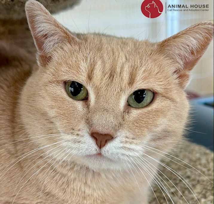 Photo of Cappuccino