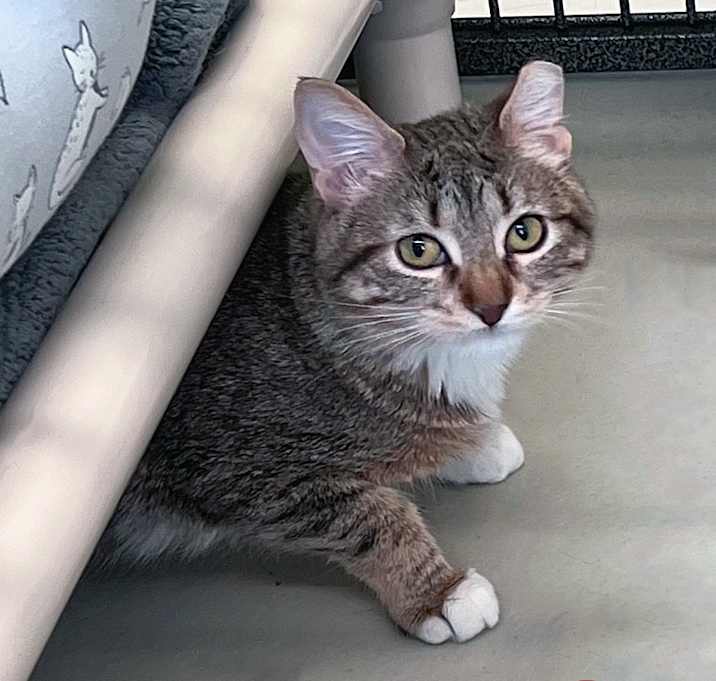 Photo of Cola