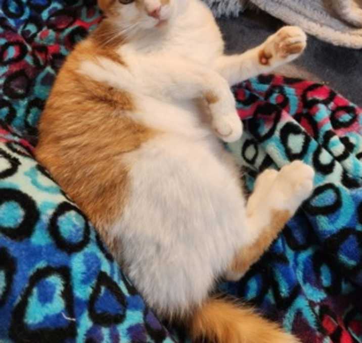 Photo of Otis [Bonded to Morris]