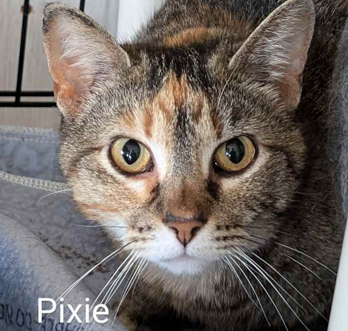 Photo of Pixie