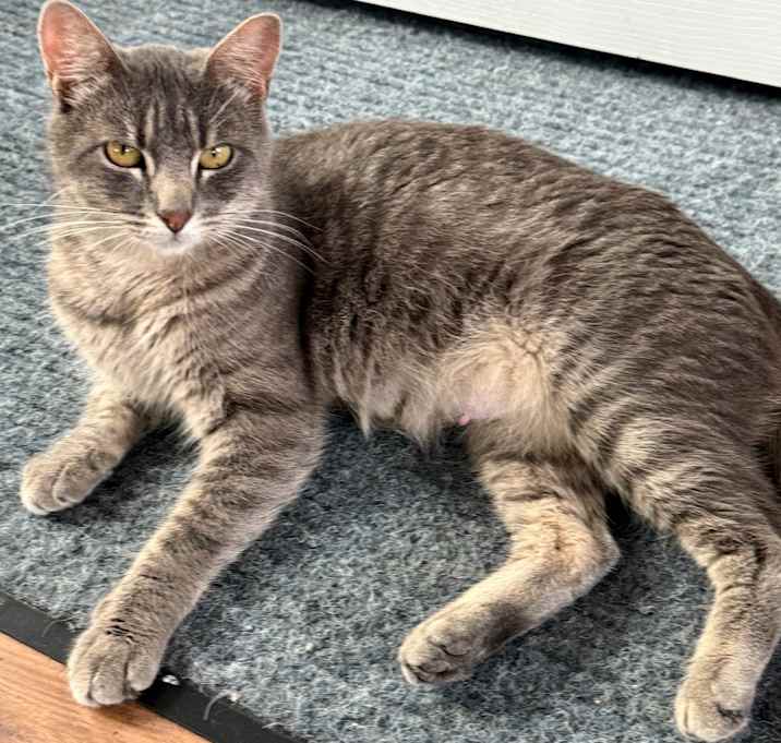 Photo of Jelly Bean 