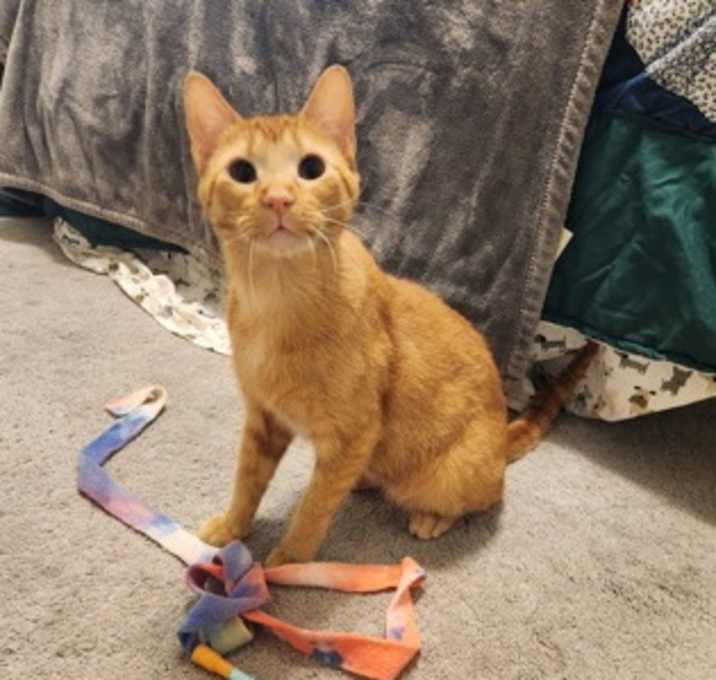 Photo of Morris [Bonded to Otis]