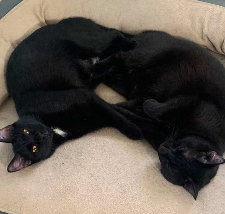 Photo of Piglet and Sushi (2 Cats)
