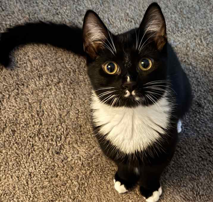 Photo of Spot