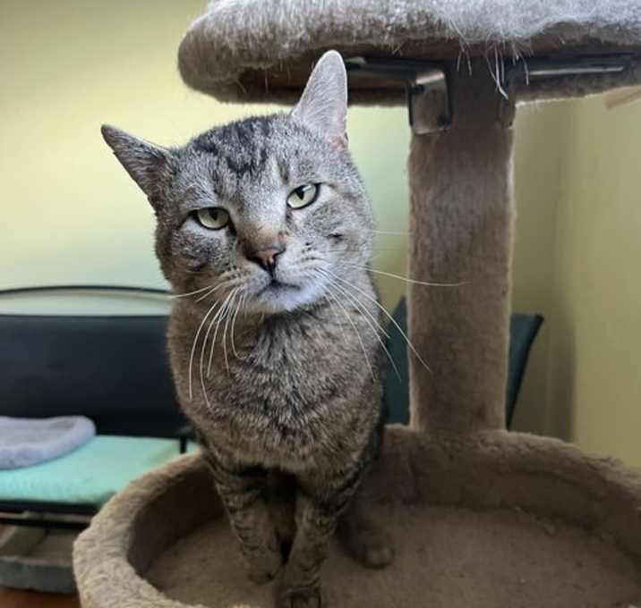 Photo of Mauricio (FIV+)