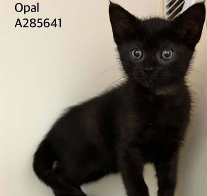 Photo of OPAL