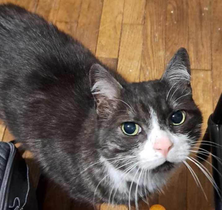 Photo of SIMON