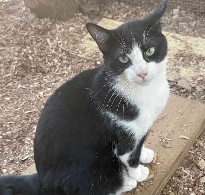 Photo of Catsby